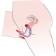 G-spot Labia Spreader